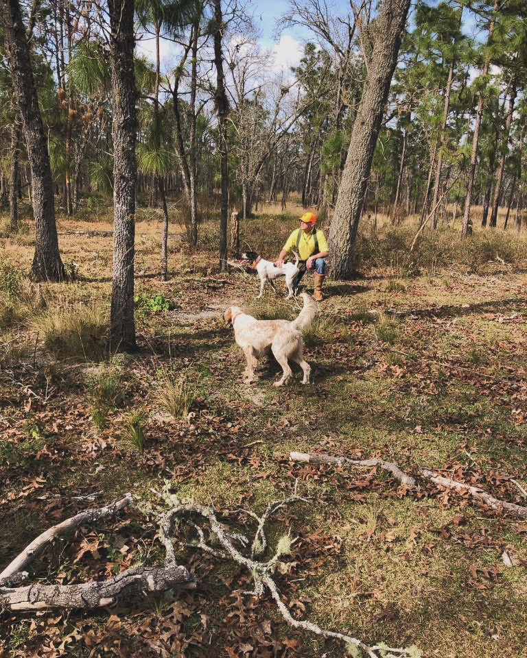 Gun dog training