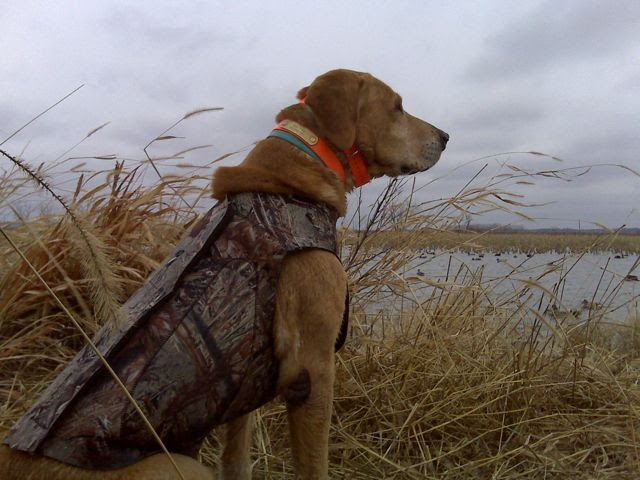 Hunting Dog