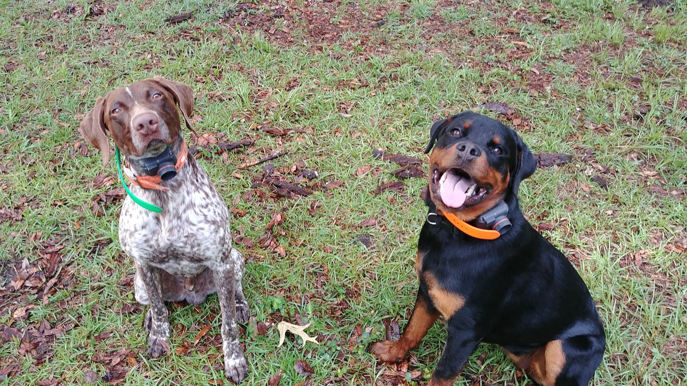 Two Dogs Siting Down