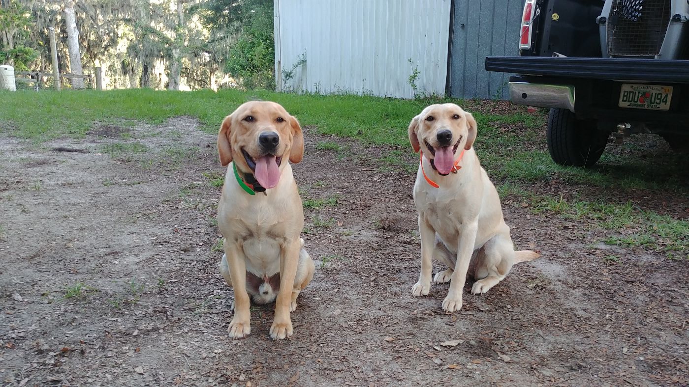 Two Dogs Sitting down