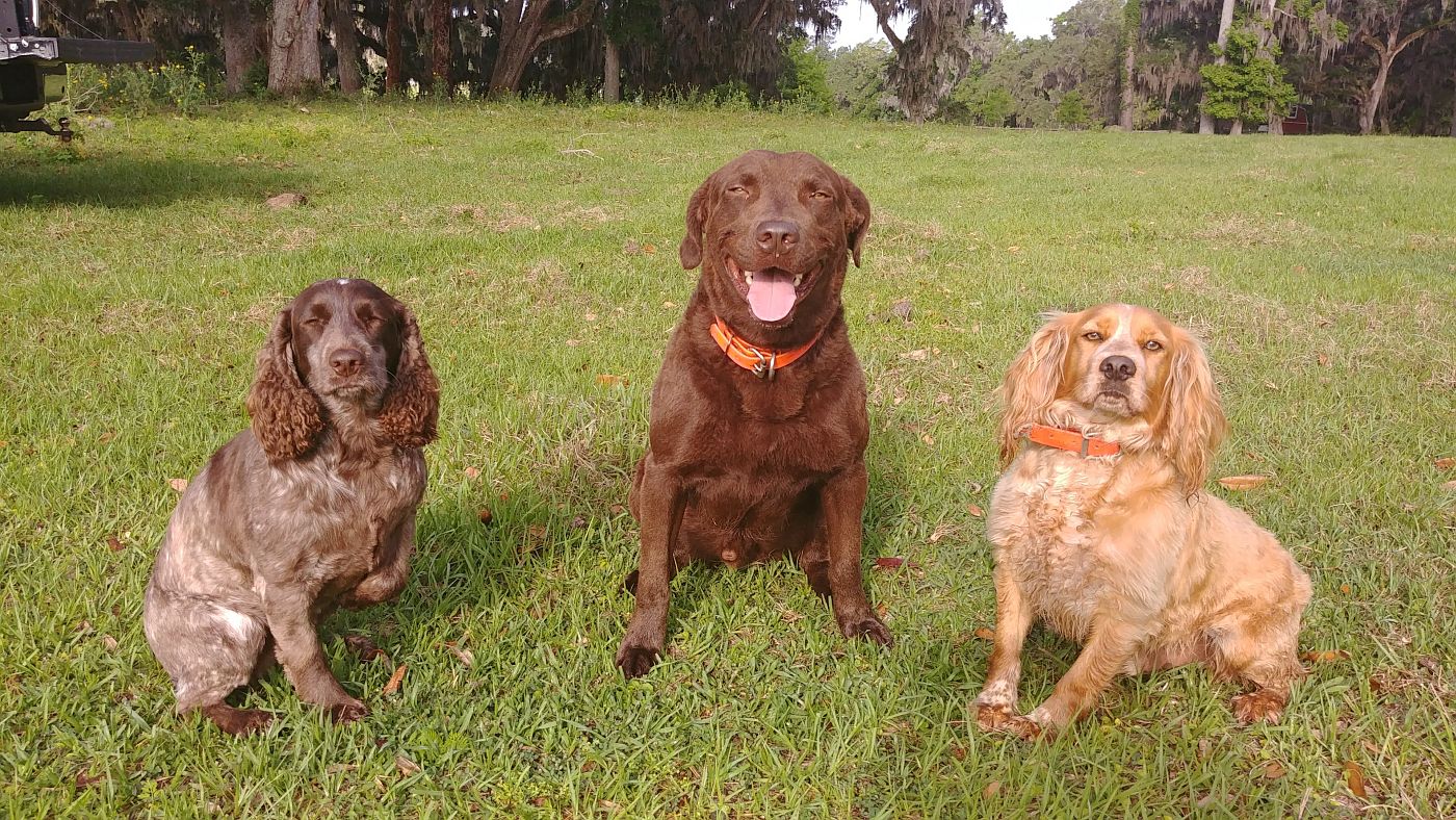 Three Dogs Sitting Down