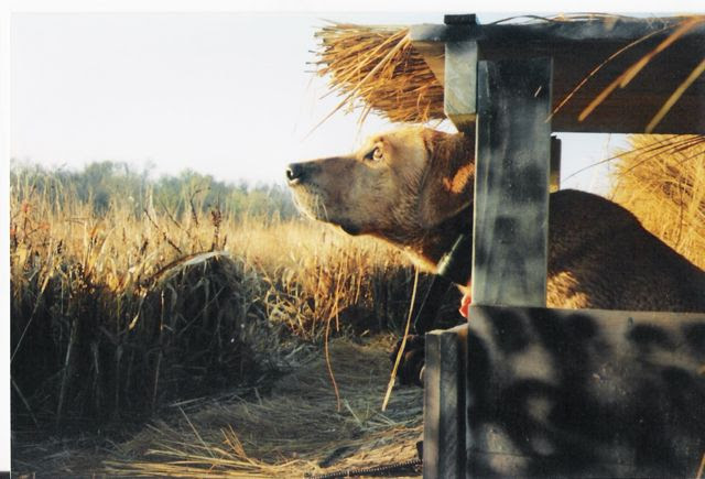 Dog in Blind